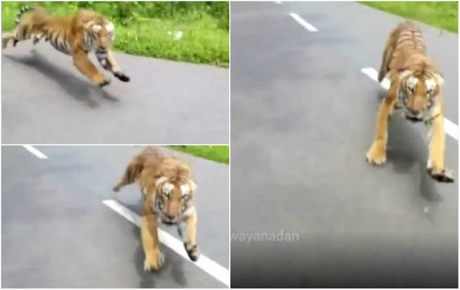 Cachorro salva a vida de homem atacado por tigre na Índia, Mundo Insólito