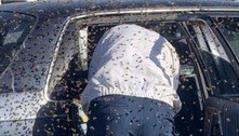 Motorista encontra 15 mil abelhas no carro após fazer compras
