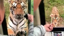 Motorista de ônibus alimenta tigre da janela do veículo e divide a web