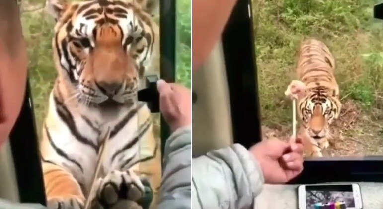 Motorista de ônibus alimentou tigre pela janela do veículo

