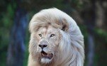 Este é Moya, um belíssimo leão branco que vive no Glen Garriff Conservation Lion Sanctuary, na África do Sul. Como você deve estar imaginando, é difícil descrever a beleza desse animal. Ele é tão admirado que virou celebridade instantânea assim que retratado por um fotógrafo profissional
