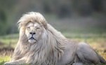Esses leões não são inteiramente brancos, mas sim exibem um tom marrom bem claroVEJA TAMBÉM: Pai é flagrado com filha dentro de recinto para elefantes em zoológico