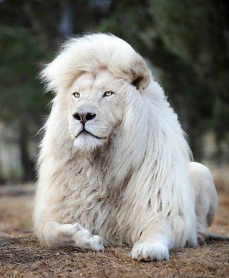 Moya O Leao Branco De Juba Perfeita Que Virou Celebridade Internacional Fotos R7 Hora 7