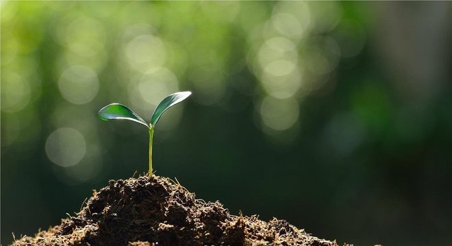 Se as mudas puderem ser protegidas nos primeiros meses, é mais provável que a cobertura florestal retorne
