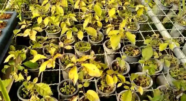 Mudas que serão plantadas para aumentar a produção de água na Bacia do Pipiripau, em Planaltina