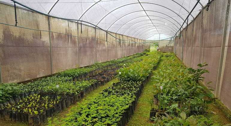 Mudas serão utilizadas para aumentar a produção de água na bacia do Pipiripau