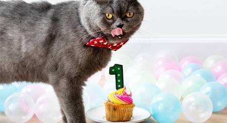 Muitos tutores fazem festas de aniversário para seus pets