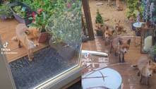 Mulher alimenta uma família de raposas há 25 anos com rolinhos de salsicha
