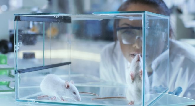 Só há relatos científicos sobre os efeitos de injetar sêmen em ratos e coelhos