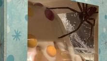 Mulher compra doce e 'ganha' aranha com saco de ovos de 'brinde'