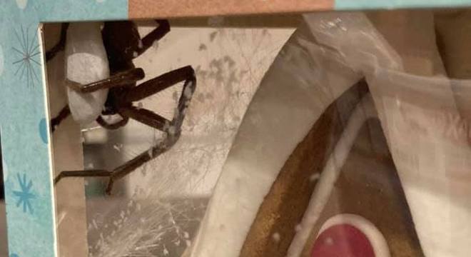 Aranha segura saco com ovos enquanto se movimentava dentro da embalagem