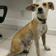 Mulher joga cão de ponte, e animal volta para casa sozinho (Reprodução / Record)
