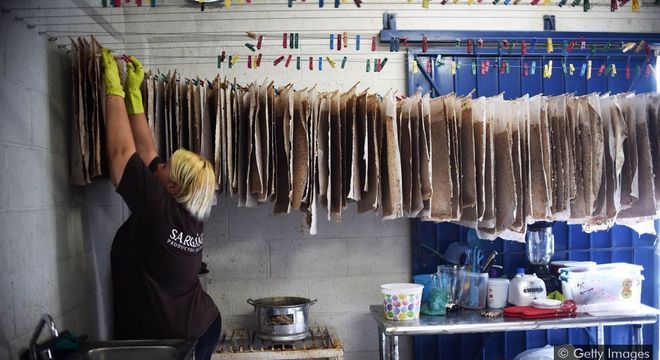  Empreendedores estão descobrindo várias maneiras de transformar o excesso de sargaço em algo útil — como papel 
