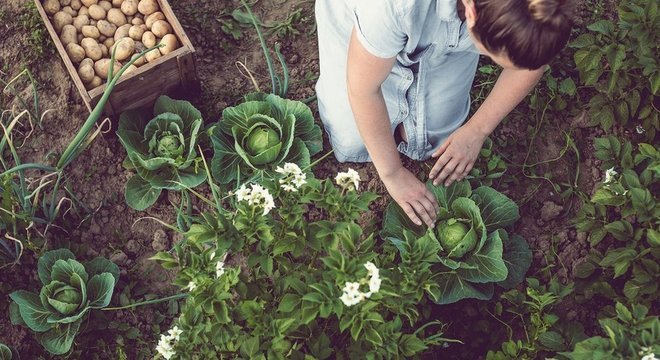A jardinagem faz bem ao cérebro - além de ser uma atividade física, nos dá tempo para pensar