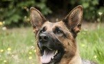 Em breve também terá um cão guia para auxiliá-la na reconquista de sua independênciaNÃO VÁ EMBORA: Tenso! Pescador se mantém imóvel para escapar de urso faminto ladrão