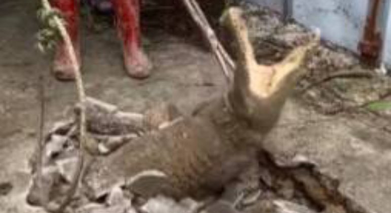 Três crocodilos ferozes foram encontrados vivendo no subsolo da região e retirados pelas autoridades locais depois de muita lutaSAIBA AQUI O DESFECHO DA HISTÓRIA!