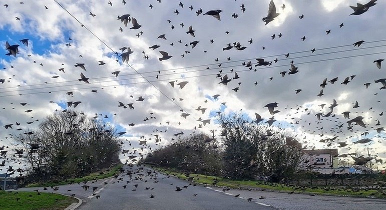 Voo anormalmente baixo das aves chamou a atenção até de ecologista experiente