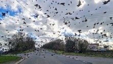 Imagem inacreditável mostra carro cercado por revoada de estorninhos