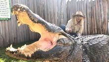 'Musa dos crocodilos' já escapou de mordida perigosa e diz que homens têm medo de namorá-la