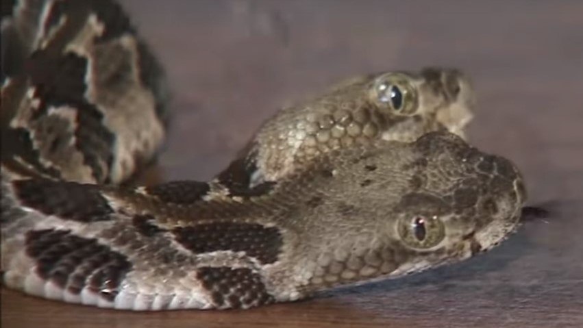 bota cabeça de cobra