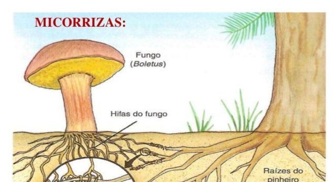 Mutualismo, o que é? Conceito, diferenças e exemplos