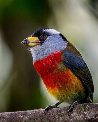 Na Floresta Nublada do Equador, o solo é pouco fértil e a diversidade da flora é pequena, abrigando principalmente espécies de orquídeas. A fauna inclui belos pássaros como o toucan barbet, bem colorido.