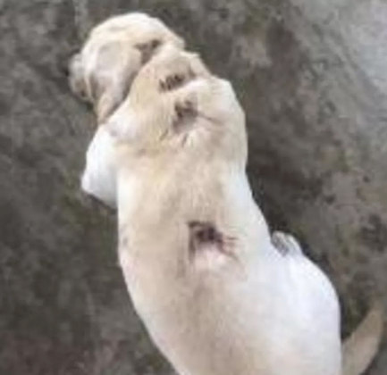 Na foto, um dos cães da família de Cauã Raymond, ferido pelo ataque de pitbulls. 