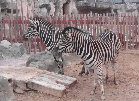 Na foto, zebras que vivem no parque e que são atrações para os visitantes.