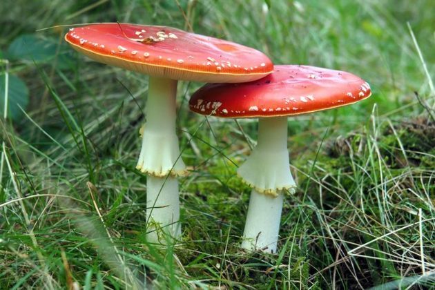Na natureza, é preciso ter cuidado porque nem todos os cogumelos são comestíveis e podem ser até venenosos.