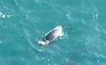 Foi nesse momento que uma das nadadeiras do animal emergiu e acertou a jovem ao retornar à águaVale o clique: Cobra com duas cabeças comove moradora: 'Meu coração se partiu'