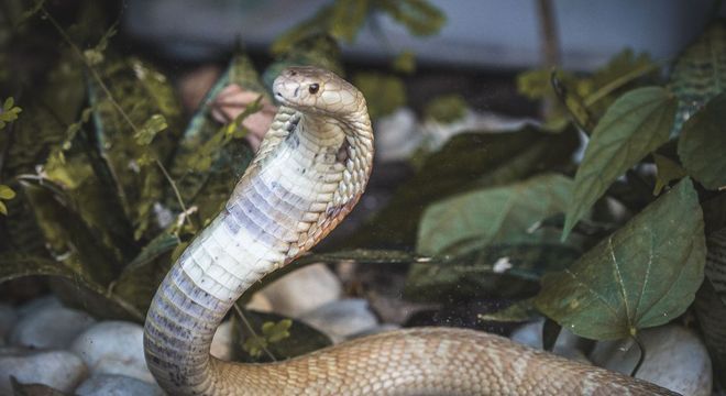 Inquérito investigará militares suspeitos no caso da cobra naja