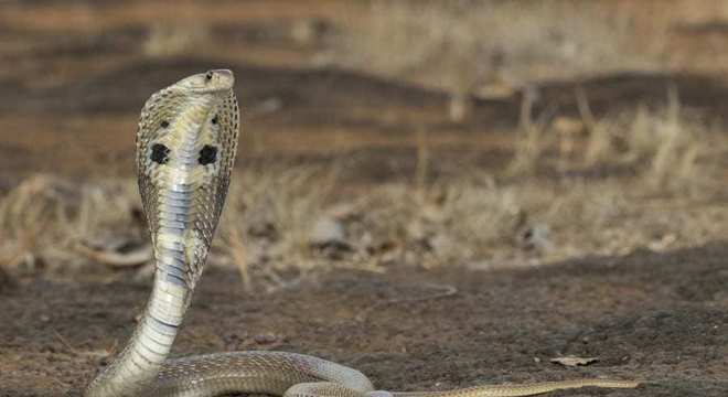 Naja - como vivem e principais características da espécie de cobra