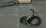 Segundo o canal News18, a serpente venenosa tinha aproximadamente 1,5 m de comprimento