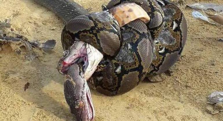 Esse é o resultado do encontro entre dois predadores espertos