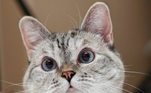 Nala, a gata mais seguida do mundo