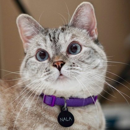 Nala, a gata mais seguida do mundo