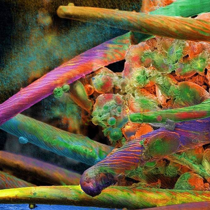 Nanoarte com o tema 'Amazônia' foi escolhida por Enio para exposição