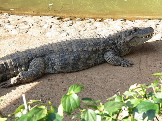 Nas Américas - ou seja, o Brasil está incluído - não existem crocodilos. Há apenas jacarés. Os corcodilos só vivem na África, Ásia e Oceania.