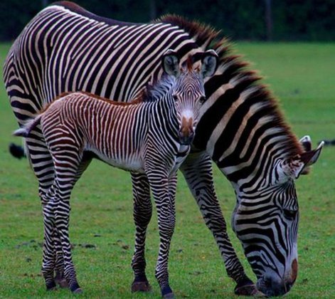 Nativa da África Central - e também do Sul do continente africano - a zebra é um mamífero herbívoro que vive originalmente em savanas. 