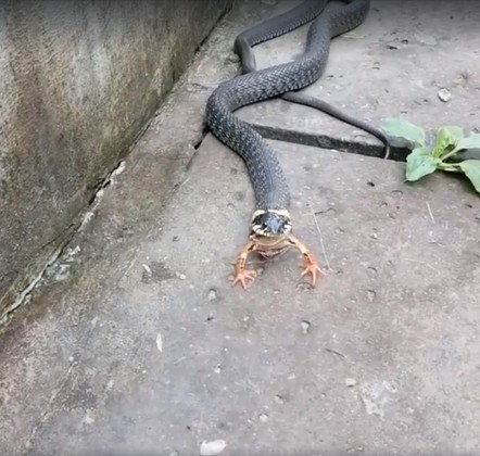 Então toma! Rato aplica voadora incrível em cobra venenosa - Fotos - R7  Hora 7