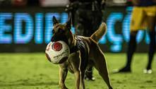 Cachorro policial rouba bola e paralisa final do Pernambucano