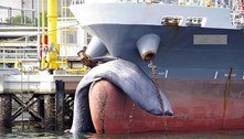 Navio-petroleiro atraca em porto com baleia morta presa à proa