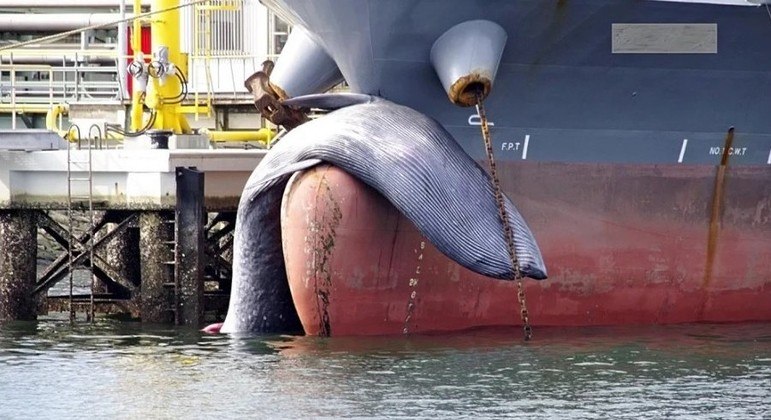 Navio-petroleiro atraca em porto japonês com baleia morta presa à proa