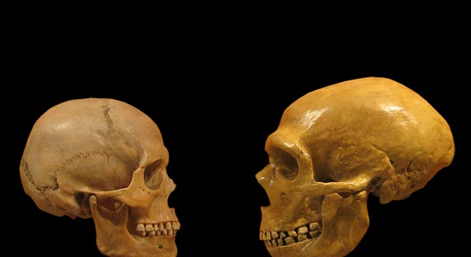 Neandertal - quem foi, como viveu e como desapareceu