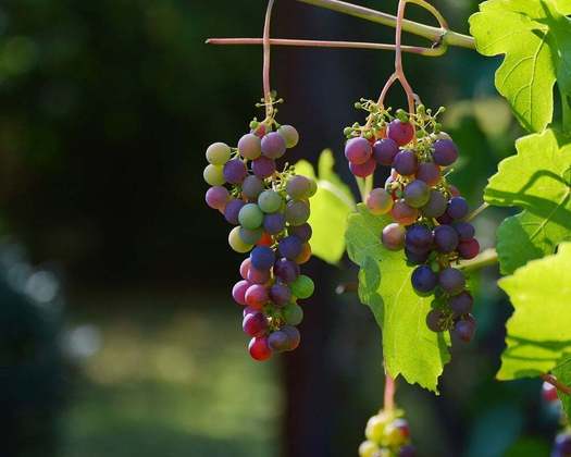 Nesse período, é grande a exportação de uvas da região, especialmente para a Europa. O balanço anual é de 1 milhão de toneladas da fruta. 