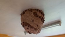 Ninho de vespas gigante é descoberto no teto da cozinha de casa abandonada