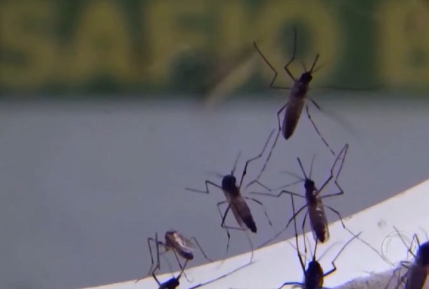Niterói está conseguindo impedir a proliferação do aedes aegypti usando o próprio mosquito como arma. Ou seja, o transmissor da dengue age contra a disseminação da doença a partir de uma iniciativa que teve início 8 anos atrás.