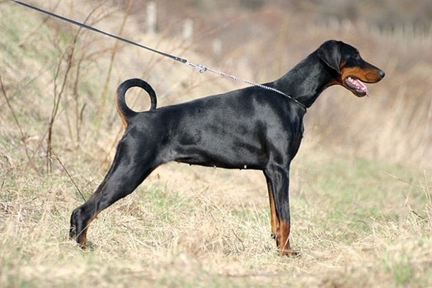 No Brasil, quando se fala em cão de guarda, quase instantaneamente, se pensa no Doberman. Desenvolvida na Alemanha, por volta de 1860, foi a primeira raça criada especialmente para proteção.