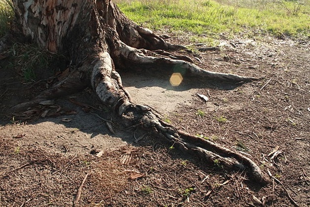 No caso específico, as raízes - com capacidade de penetrar o solo a profundidades superiores a 30 metros - funcionam como 