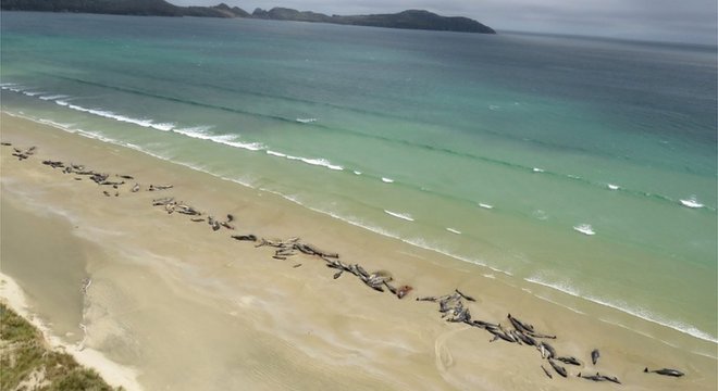 No dia seguinte, as baleias-piloto estavam encalhadas na faixa de areia e começaram a morrer ao Sol